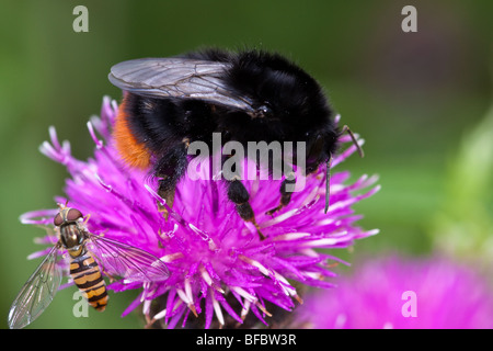 Queen Red-tailed Bumblebee, Bombus lapidarius Stock Photo