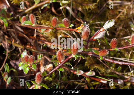 Mountain Willow, salix arbuscula,  male catkins Stock Photo