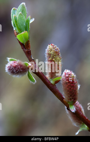 Mountain Willow, salix arbuscula,  male catkins Stock Photo