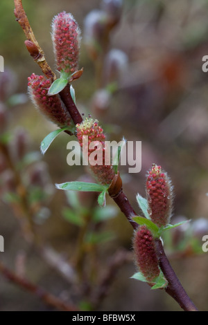 Mountain Willow, salix arbuscula,  male catkins Stock Photo