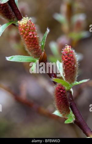 Mountain Willow, salix arbuscula,  male catkins Stock Photo