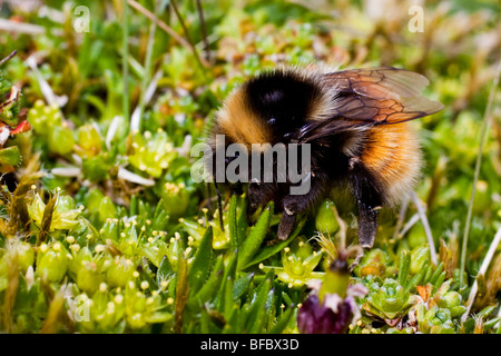 Bilberry Bumblebee, Bombus monticola, on Cyphel,  Minuartia sedoides Stock Photo