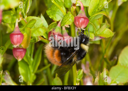 Bilberry Bumblebee, Bombus monticola, visiting Bilberry flower Stock Photo