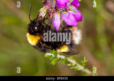 Broken-belted bumblebee, Bombus soroeensis, gathering nectar from Bell Heather Stock Photo