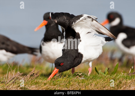 Eurasian Oystercatchers, Haematopus ostralegus, roosting at high tide Stock Photo