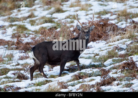 Sika Deer, Cervus nippon, in winter Stock Photo
