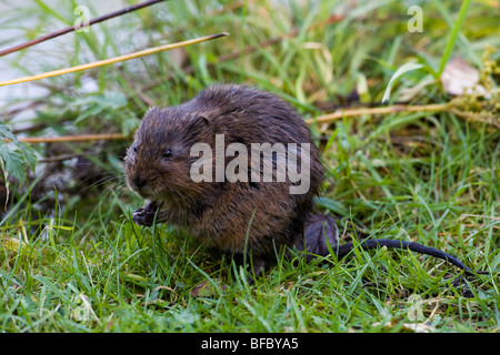 Water Vole Arvicola terrestris Stock Photo