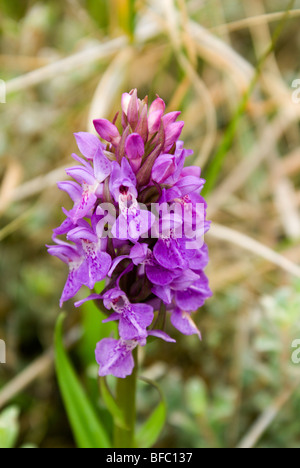 southern marsh orchid Dactylorhiza praetermissa kenfig national nature reserve porthcawl south wales Stock Photo