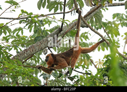 female Black howler monkey Alouatta caraya among tree tops in Pantanal Brasil Stock Photo