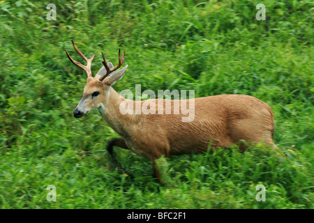 marsh deer stag Blastocerus dichotomus in movement in Pantanal Brazil Stock Photo