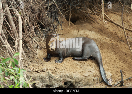 Giant otter Pteronura brasiliensis in a river in Pantanal Brasil Stock Photo