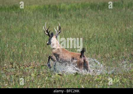 marsh deer stag Blastocerus dichotomus in movement in Pantanal Brazil Stock Photo