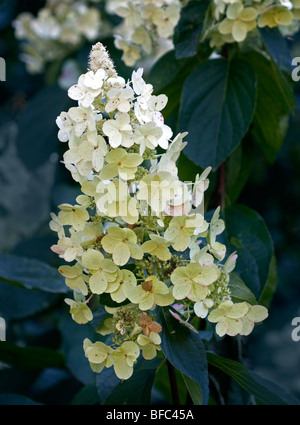 Hydrangea Paniculata Tardiva Stock Photo