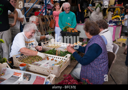 Jersey 2009 Battle of the Flowers preparation - older folk sorting the flowers and enjoying the company Stock Photo