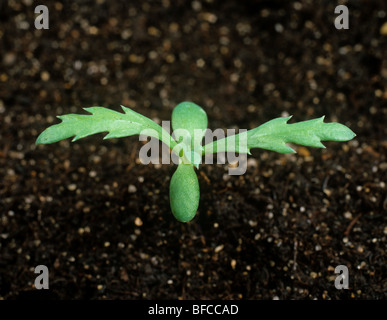 Corn marigold (Chrysanthemum segetum) seedling with two true leaves Stock Photo