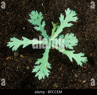 Corn marigold (Chrysanthemum segetum) young plant leaf rosette Stock Photo