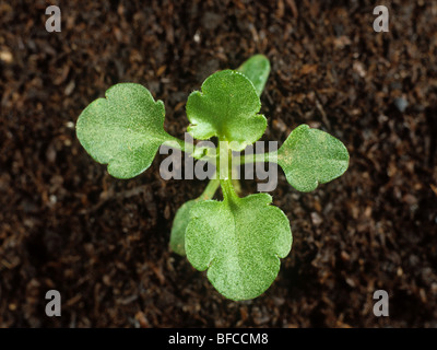 Field pansy (Viola arvensis) seedling with four true leaves Stock Photo