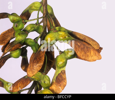 Winged seeds on a sycamore (Acer pseudoplantanus) seed dispersal Stock Photo