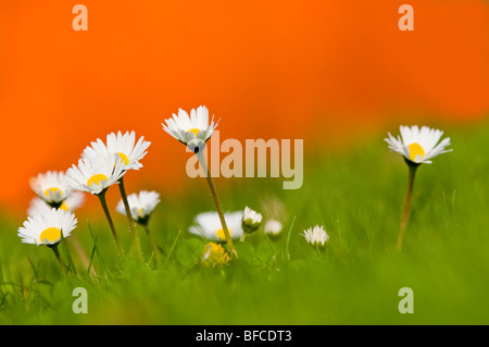 Daisies in Meadow Stock Photo