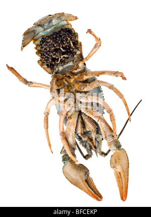 River raw crayfish closeup with caviar on white Stock Photo