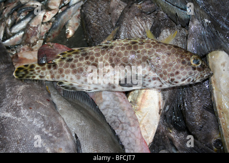 Honeycomb Grouper Epinephelus merra For Sale At Kivukoni Fish Market, Dar-Es-Salaam, Tanzania Stock Photo