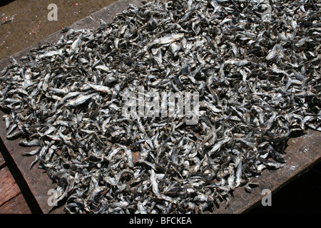 Small Fish Drying In The Sun At Kivukoni Fish Market, Dar-Es-Salaam, Tanzania Stock Photo