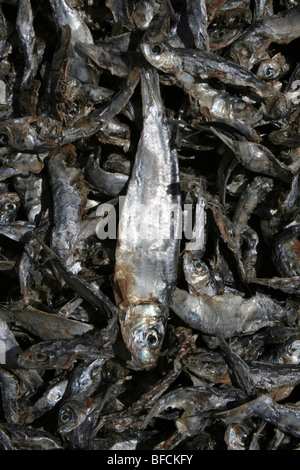 Small Fish Drying In The Sun At Kivukoni Fish Market, Dar-Es-Salaam, Tanzania Stock Photo