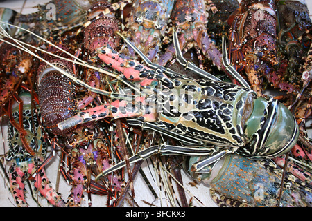 Ornate Spiny Crawfish Panulirus ornatus For Sale At Kivukoni Fish Market, Dar-Es-Salaam, Tanzania Stock Photo