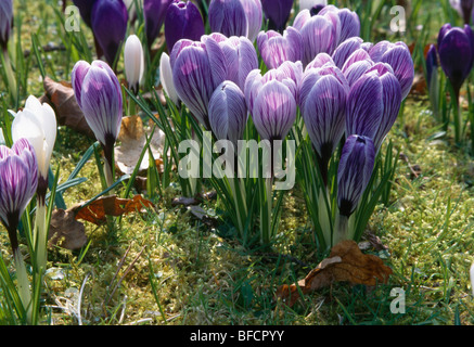 Close-up of purple and white crocuses growing in grass Stock Photo