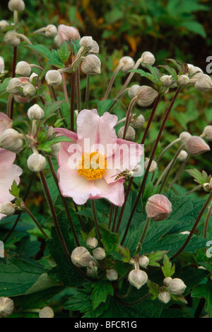 Close-up of flowers and buds of pink Japanese anemone. Stock Photo