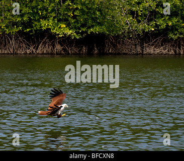 A Brahminy Kite feeding in the Kilim Geoforest in Langkawi in Malaysia. Stock Photo