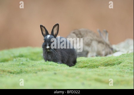 Multi coloured wild Rabbits on Skomer Stock Photo - Alamy