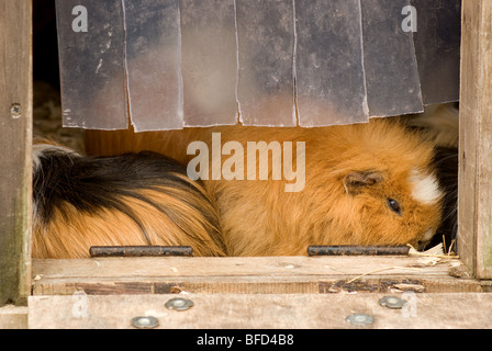 Guinea Pigs in a hutch Stock Photo