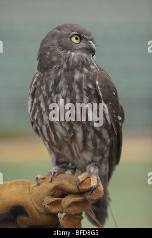 A Barking owl resting patiently on the glove of it's handler. Stock Photo