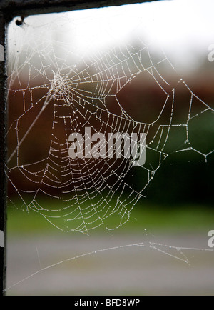 Spider's Web in soft light, Ireland Stock Photo