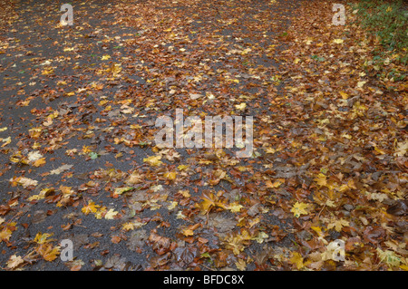 Leaves - John Gollop Stock Photo