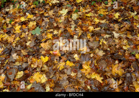 Leaves - John Gollop Stock Photo