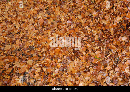 Leaves - John Gollop Stock Photo