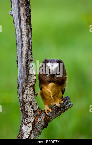 Northern saw-whet owl (Aegolius acadicus) in the grasslands of British Columbia, Canada Stock Photo