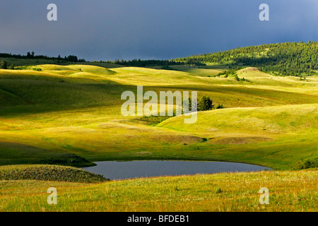 The grasslands in the light of an evening storm, British Columbia, Canada