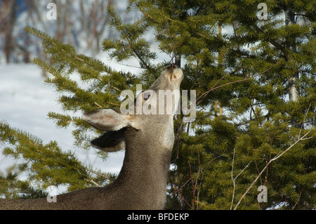 Female Mule deer (Odocoileus hemionus) munching on tree branch, Waterton Lakes National Park, Alberta, Canada.