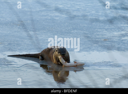 North American river otter (Lontra canadensis) eating Northern pike (Esox lucius), Waterton Lakes National Park, Alberta, Canada