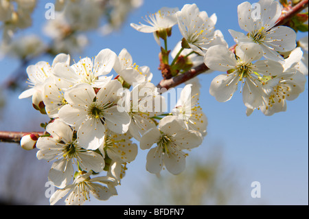 White cherry blossom on the orchard tree. Stock Photo