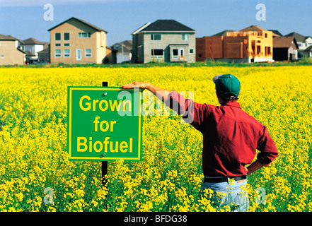 A farmer looks out over his field of canola being grown for biofuel, Winnipeg, Manitoba, Canada Stock Photo