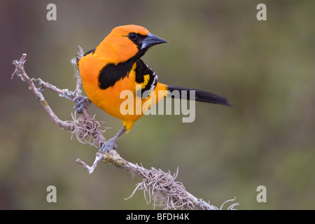 Altamira Oriole (Icterus gularis) perched on a branch in Bentsen-Rio Grande Valley State Park, Texas Stock Photo