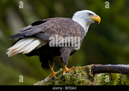 Bald eagle (Haliaeetus leucocephalus) perched on a mossy branch in Victoria, Vancouver Island, British Columbia, Canada Stock Photo