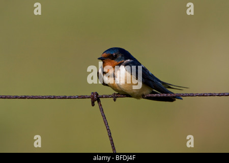 Barn swallow (Hirundo rustica) perched on a wire fence at the Carden Alvar in Ontario, Canada Stock Photo