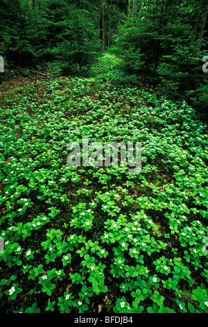 Blossoming field of bunchberries (Cornus canadensis ) in the spring, Kingston, New Brunswick, Canada Stock Photo