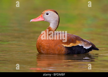 Black-bellied Whistling-Duck (Dendrocygna autumnalis) swimming in pond near Houston, Texas, USA