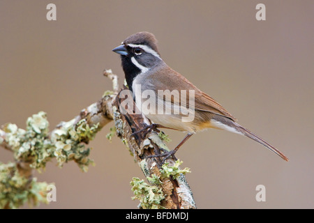 Black-throated sparrow (Amphispiza bilineata) perched on a branch at Falcon State Park in Texas, USA